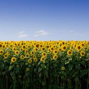 Kornblumenfeld unter blauem Himmel